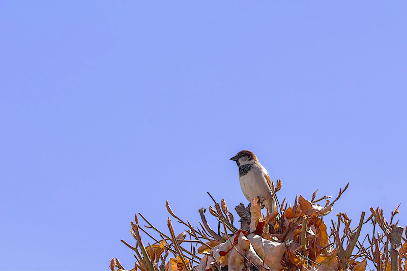 House Sparrow on a dried creeper- 01
